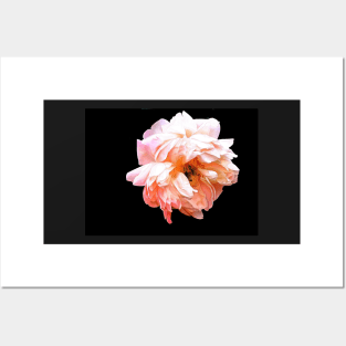 Light Peony on a Black Background Posters and Art